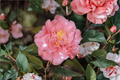 Betty Sheffield Camellia japonica – 1 Gallon Live Plant, Pink-White Variegated Blooms, Evergreen Shrub