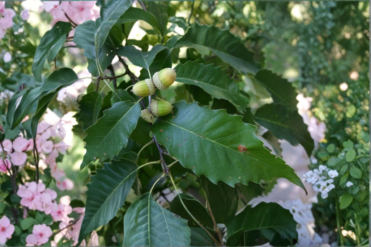 Chinkapin Oak Live Tree 2 Gallon Pot Quercus muehlenbergii Shade Tree
