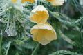 Lemon Sorbet Flowering Maple Abutilon Hybrid (1 Gallon) Live Plant