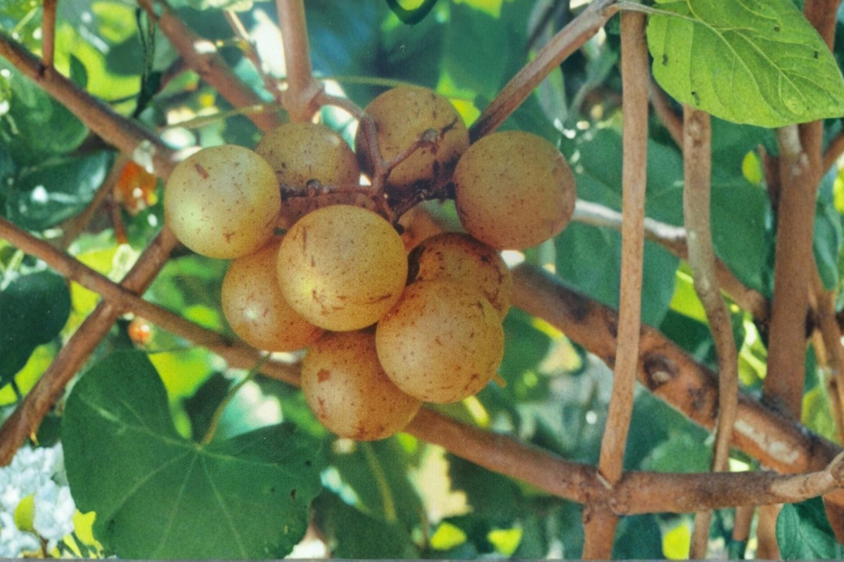 Carlos Muscadine Grape Vine - 1 Gal Live Bronze Grape Vine for Home Garden