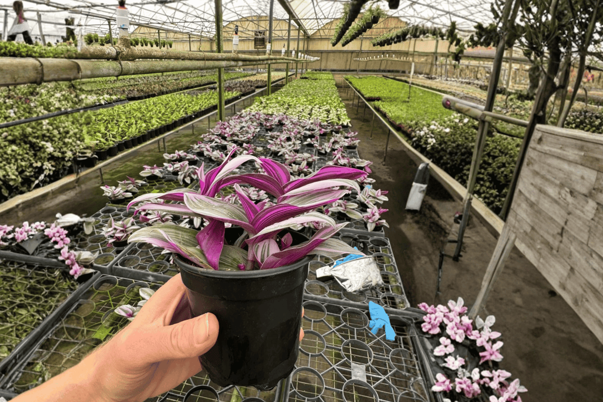 Tradescantia Nanouk Live Plants — 2 in 4-Inch Pots