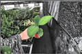 Homalomena 'Selby' Starter Plants (2-Pack) – Bare Root Live Tropical Aroid Houseplants