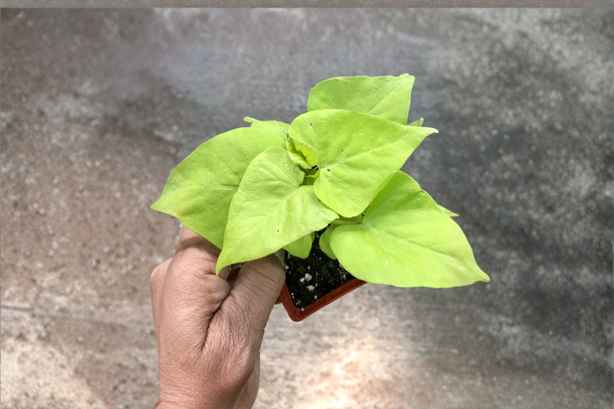 Margarite Sweet Potato Vine Live Plant Ipomoea batatas Lime Green - Rooted Starter, Free Shipping