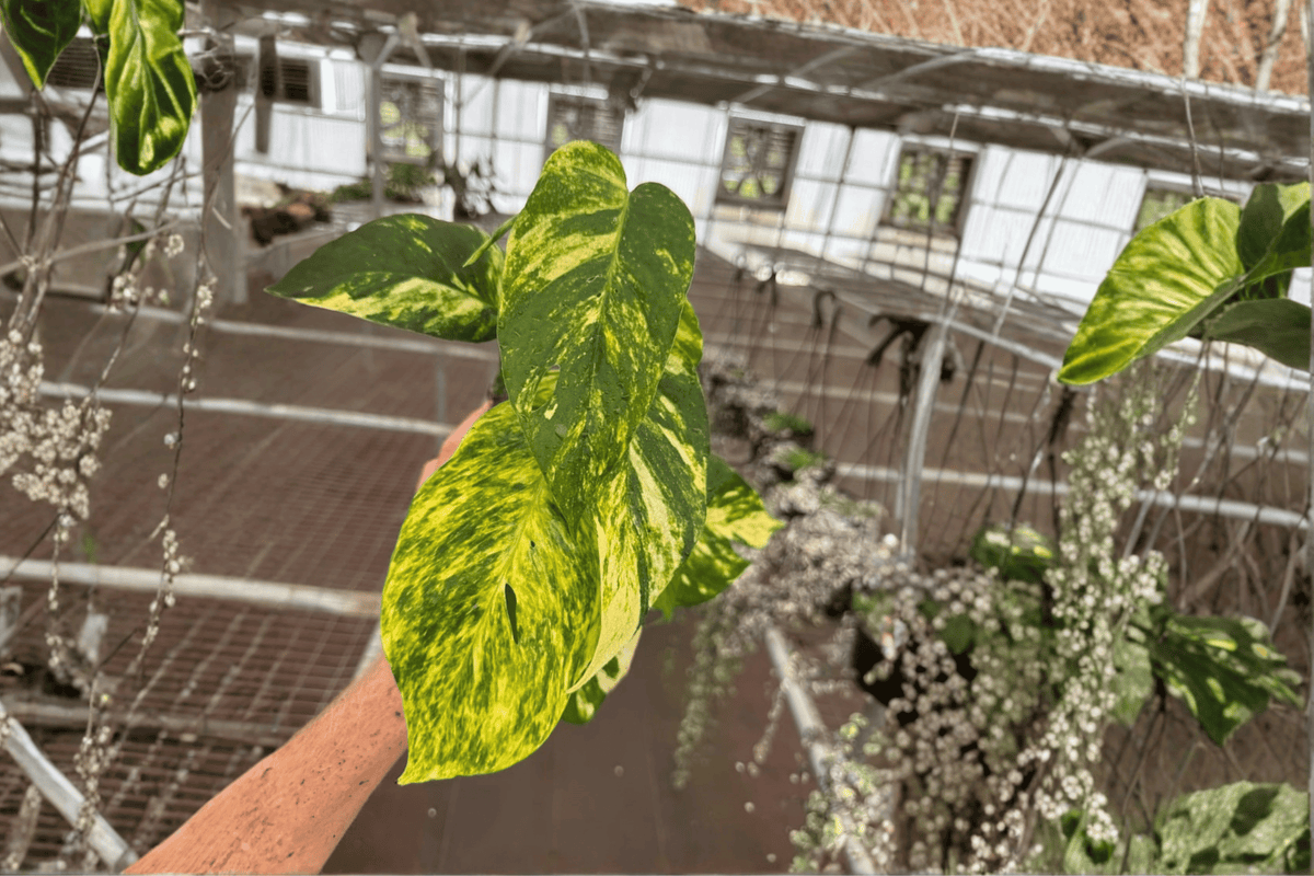 Epipremnum pinnatum 'Yellow Flame' - 2 Live Plants in 4-Inch Pots