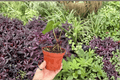 Anthurium Papi x Dressleri - 2 Exact Live Plants in 4" Pots