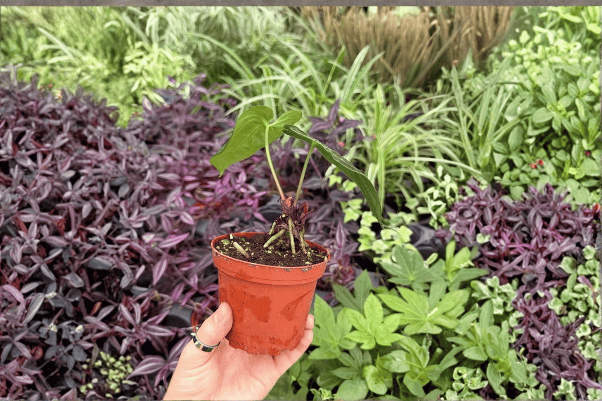 Anthurium Papi x Dressleri - 2 Exact Live Plants in 4" Pots