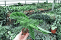 Calathea Zebrina (Goeppertia zebrina) - 2 Live Starter Plants, Bare Root, 2-Inch Nursery Size