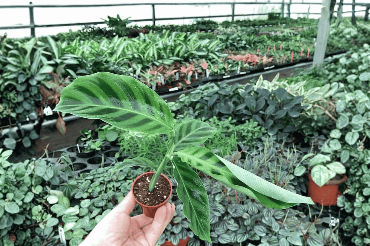 Calathea Zebrina (Goeppertia zebrina) - 2 Live Starter Plants, Bare Root, 2-Inch Nursery Size