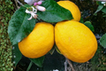 Dwarf Meyer Lemon Tree Seeds - 5 Fresh Citrus Seeds for Indoor/Outdoor Container Gardening