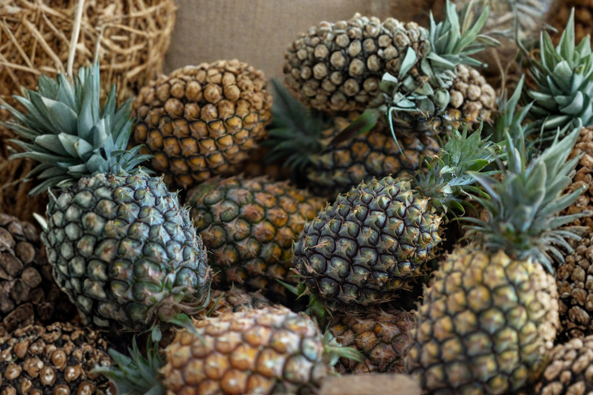 Sugar Loaf Pineapple Live Plant - Rooted Crown in Pot | Ananas comosus