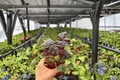 Begonia Lynda Evans - 2 Bare Root Live Plants in 4-Inch Pots (Exact Plants pictured)