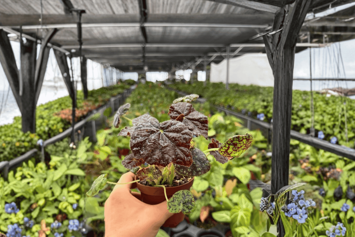 Begonia Lynda Evans - 2 Bare Root Live Plants in 4-Inch Pots (Exact Plants pictured)