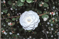 Japanese Camellia Miss Biloxi 1 Gallon Live Plant – Pink Evergreen Shrub