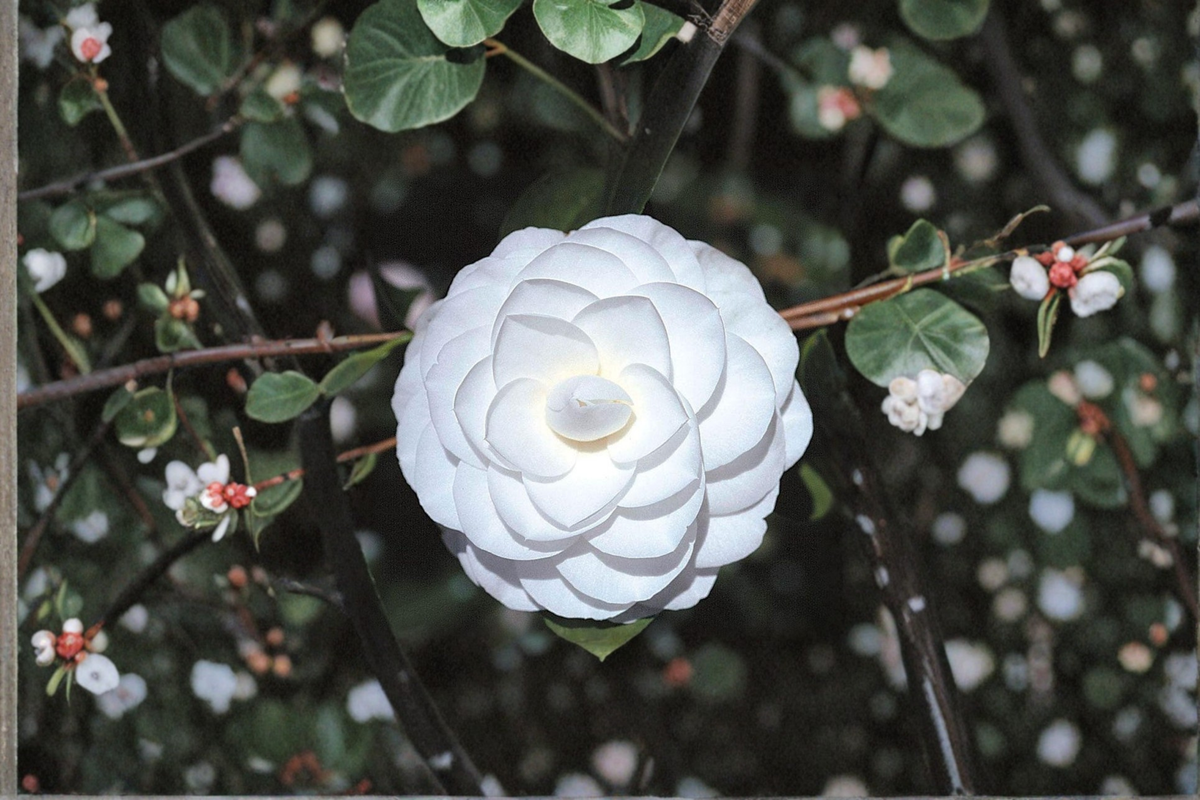Japanese Camellia Miss Biloxi 1 Gallon Live Plant – Pink Evergreen Shrub