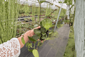 Hoya Parasitica Splash (Hoya verticillata) — 2 Live Plants in 4-Inch Pots