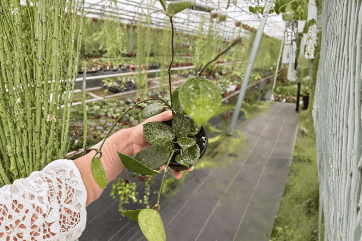 Hoya Parasitica Splash (Hoya verticillata) — 2 Live Plants in 4-Inch Pots