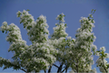White Fringetree Chionanthus virginicus Bare Root Live Plant – 16+ Inches