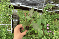 Okinawa Spinach Starter Plants (Gynura crepioides) – 2 Bare Root Live Plants