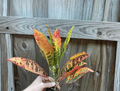 Petra Croton Starter Plants (Codiaeum variegatum ‘Petra’) – 2 Live Bare-Root Starter Plants