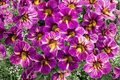 Calibrachoa Chameleon Blackberry Pie Million Bells - 4-Inch Pot