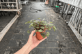 Peperomia Piccolo Banda Live Plants (2 Bare Root) - Peperomia albovittata 'Piccolo Banda'