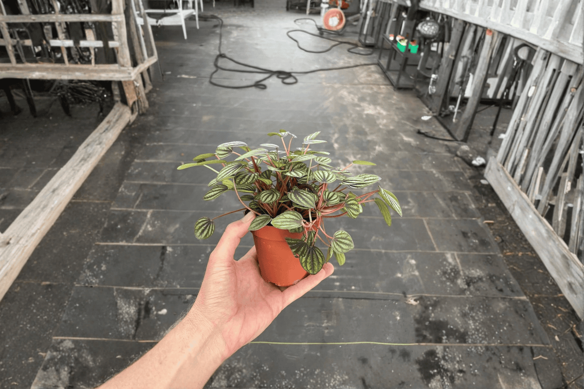 Peperomia Piccolo Banda Live Plants (2 Bare Root) - Peperomia albovittata 'Piccolo Banda'