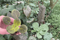 Sun Sizzle African Violet Starter Plants - 2 Live 2-Inch Starter Plants (Streptocarpus ionanthus 'Sun Sizzle')