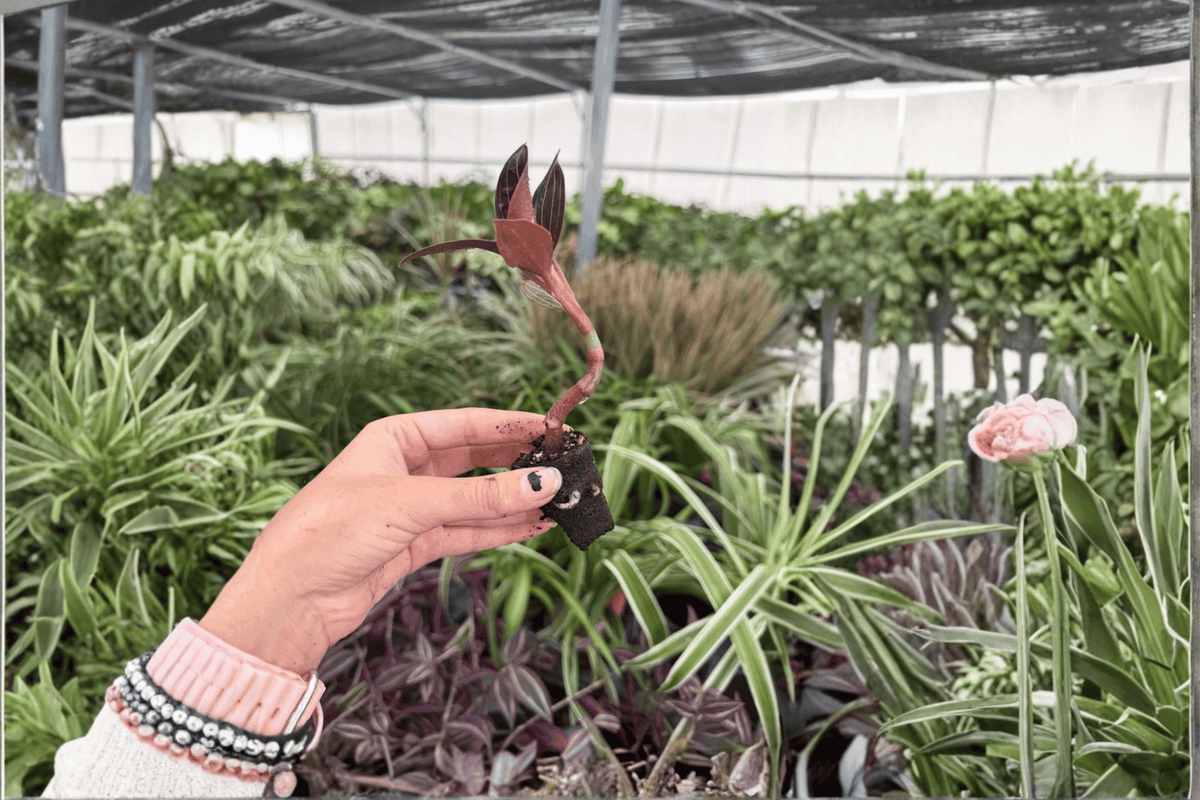 Ludisia discolor Jewel Orchid Starter Plants (2) - Bare Root, 2-Inch Pot Size
