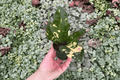 Magnificent Croton Magnificent - 2 Starter Live Plants in 2-Inch Pots (Bare Root)