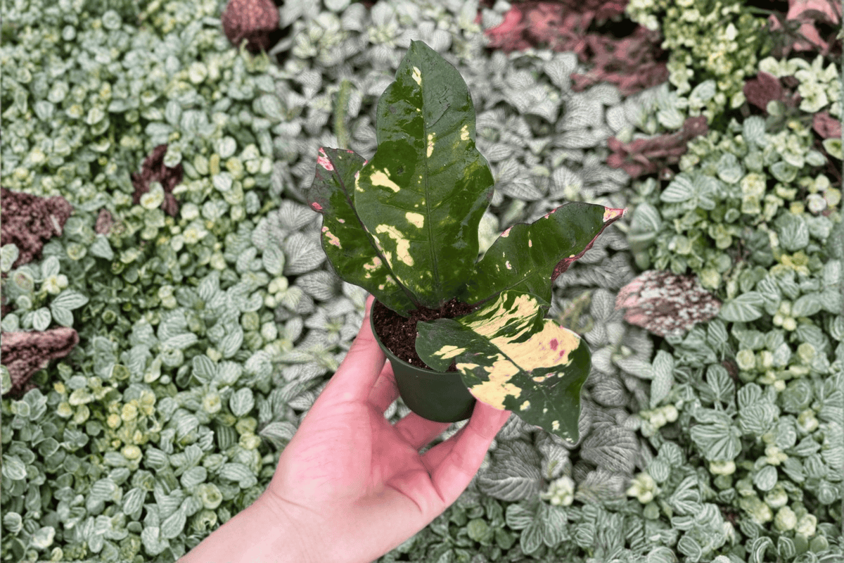 Magnificent Croton Magnificent - 2 Starter Live Plants in 2-Inch Pots (Bare Root)