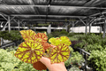 Begonia Cowardly Lion - 2 Exact Live Plants in 4-Inch Pots