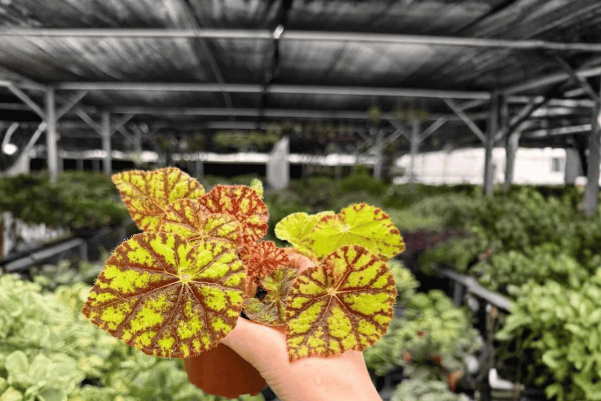 Begonia Cowardly Lion - 2 Exact Live Plants in 4-Inch Pots