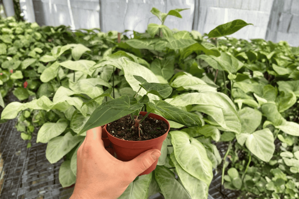 Anthurium Xone x Besseae - 2 Live Plants in 4-Inch Pots