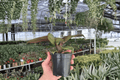 Philodendron Red Heart 2 Live Plants - Bare Root, 4-Inch Pot Size