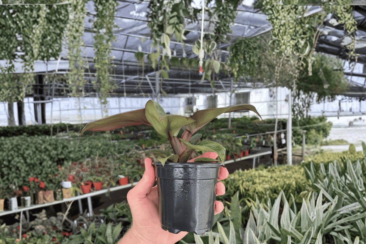 Philodendron Red Heart 2 Live Plants - Bare Root, 4-Inch Pot Size
