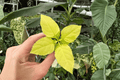 Radermachera sinica 'Aurea' China Doll Starter Plants - 2 Bare Root Single-Stalk