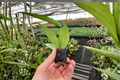Hoya Rangsan Splash Live Starter Plants — Bare Root with Soil Pod (2 Pack)