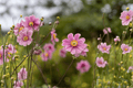 September Charm Japanese Anemone - 1 Live Plant in 4-Inch Pot