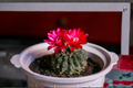 Gymnocalycium baldianum Chin Cactus Live Plant