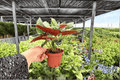 Syngonium Red Arrow Live Plants – 2 Exact 4-Inch Pots