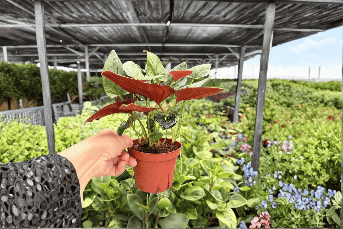 Syngonium Red Arrow Live Plants – 2 Exact 4-Inch Pots