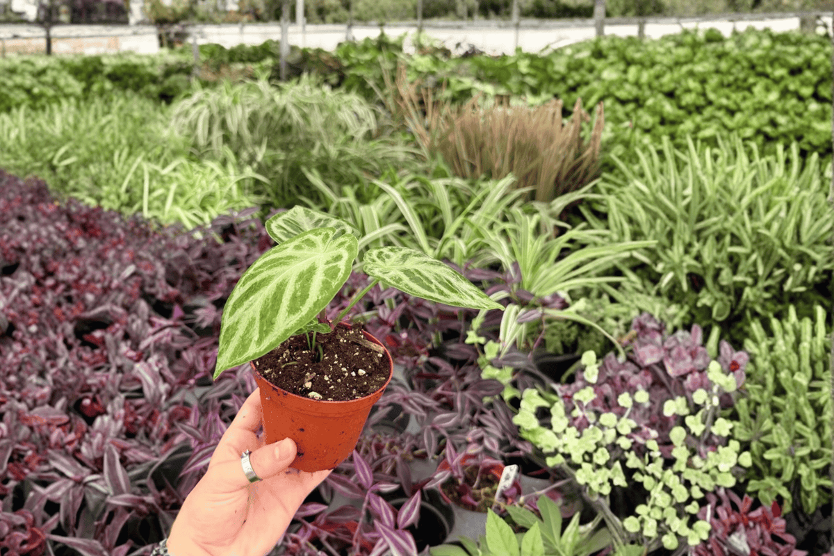 Anthurium Silver x Ferrari | 2 Exact Live Plants in 4-Inch Pots