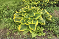 Atlantis Hosta - Variegated 3-Inch Pot Starter Plant (H. Atlantis)