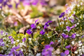 Purple Violet Bare Root Starter Plants (Viola spp.) - 25 Live Starter Plants