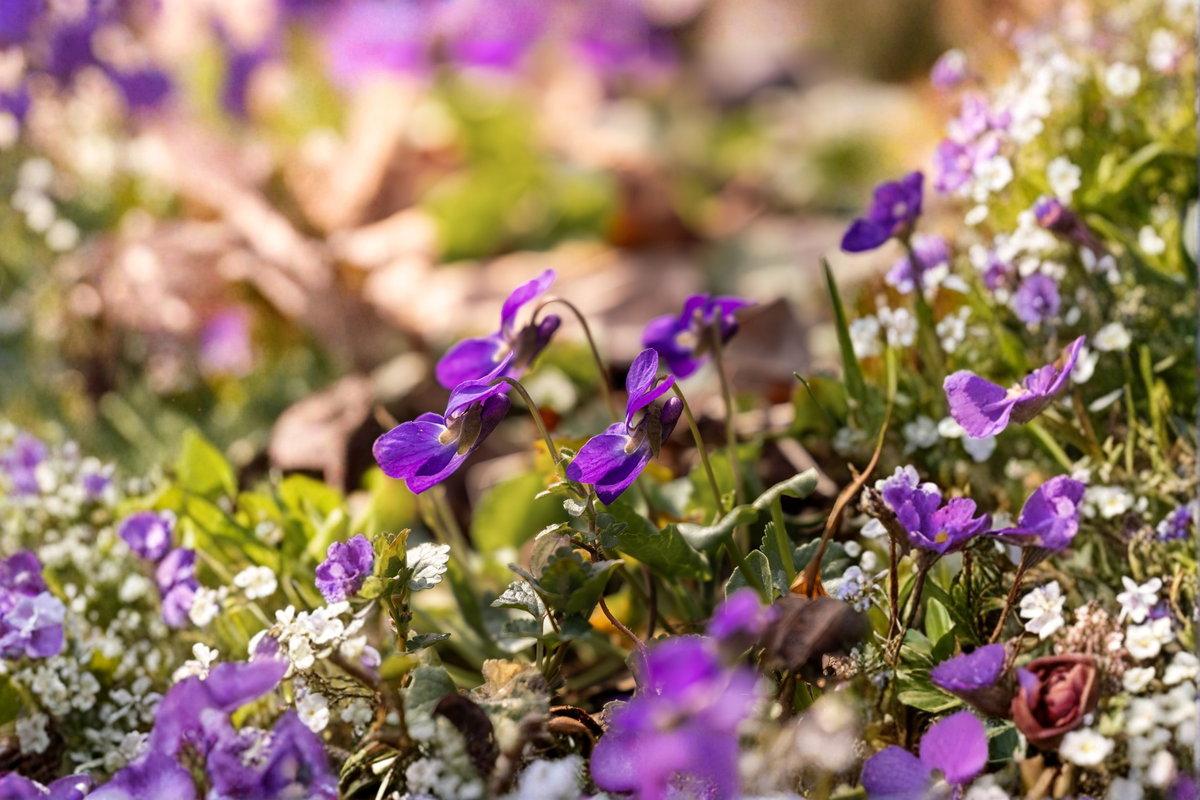 Purple Violet Bare Root Starter Plants (Viola spp.) - 25 Live Starter Plants