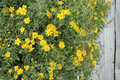 Tagetes lemmonii 'Compacta' Compact Copper Canyon Daisy - 4-Inch Live Plant