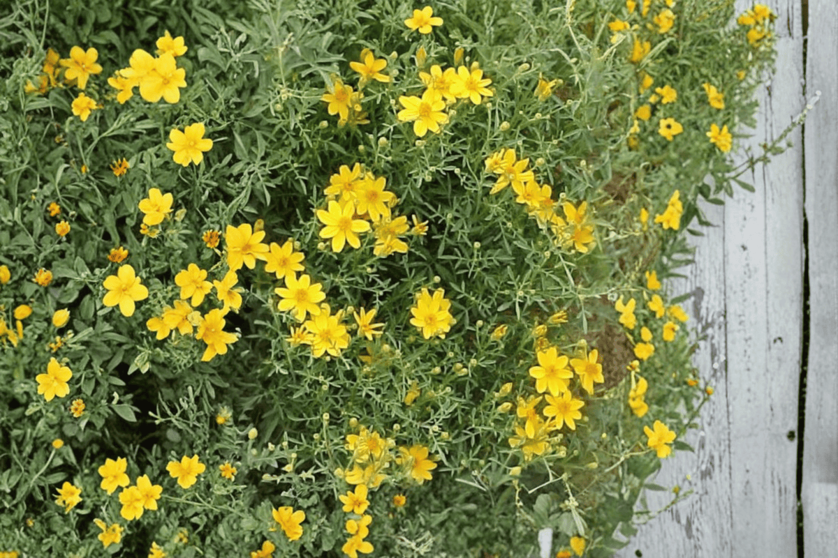 Tagetes lemmonii 'Compacta' Compact Copper Canyon Daisy - 4-Inch Live Plant