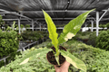 Philodendron Ring of Fire - 2 Live Plants (Exact Specimens) in 4" Reference
