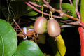 Ken's Red Hardy Kiwi - Female Actinidia arguta Vine, Red Fruit, Climbing 5–8 Zone Live Plant