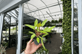 Philodendron Painted Lady Live Plants - 2 × 4-inch Pots (Painted Lady)